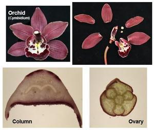 Orchid-57CFD.JPG