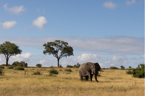 Elephant research in the Kruger National Park - Andrea Fuller.png
