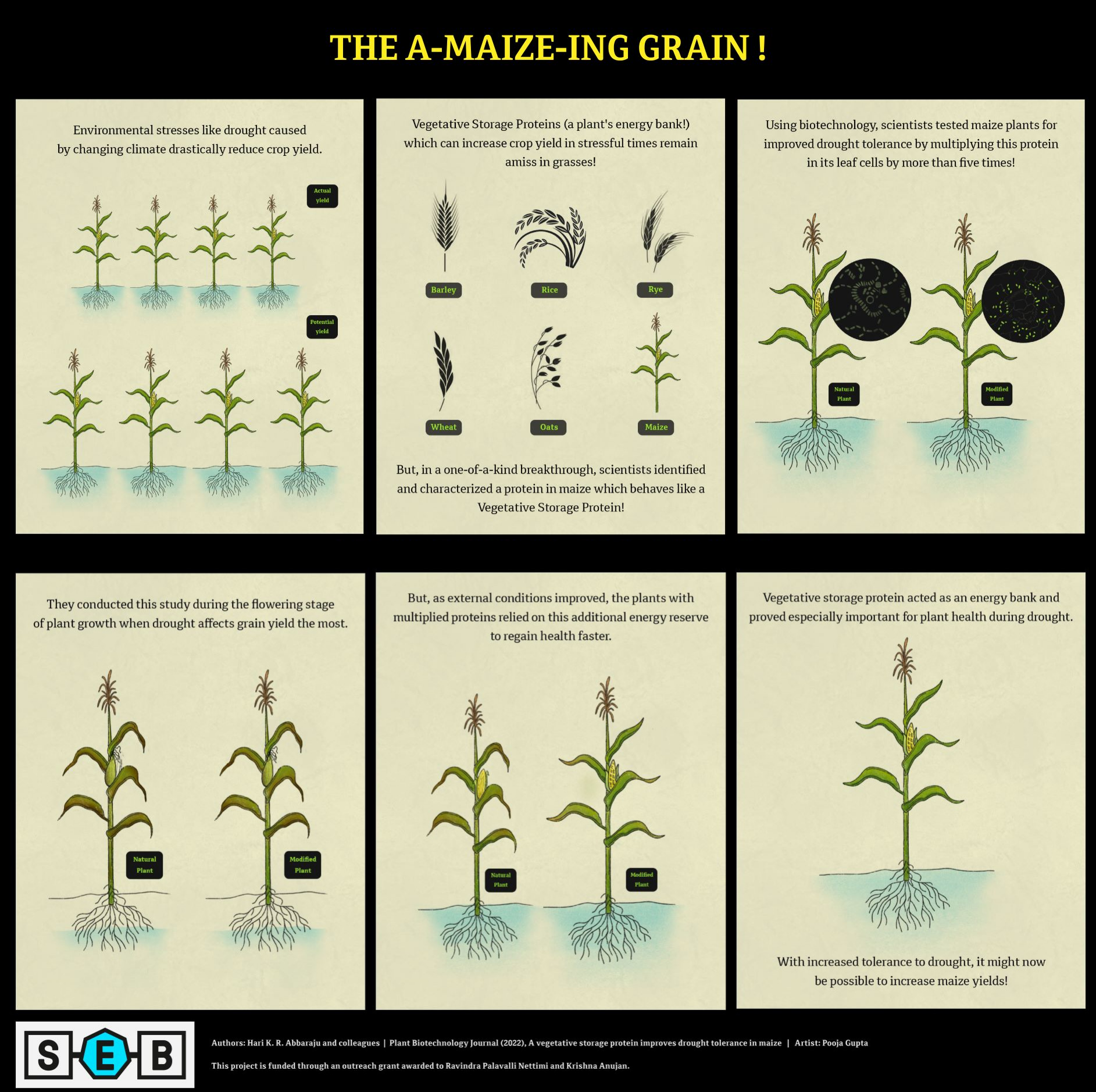 Please check section entitled 'Extended Alt Text of the Poster "The A-maize-ing grain!"' for full description on the bottom of this page.