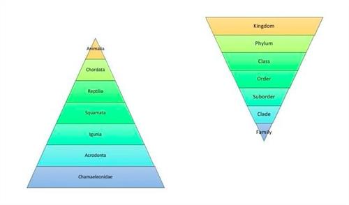 scientific-classification-chameleons.jpg