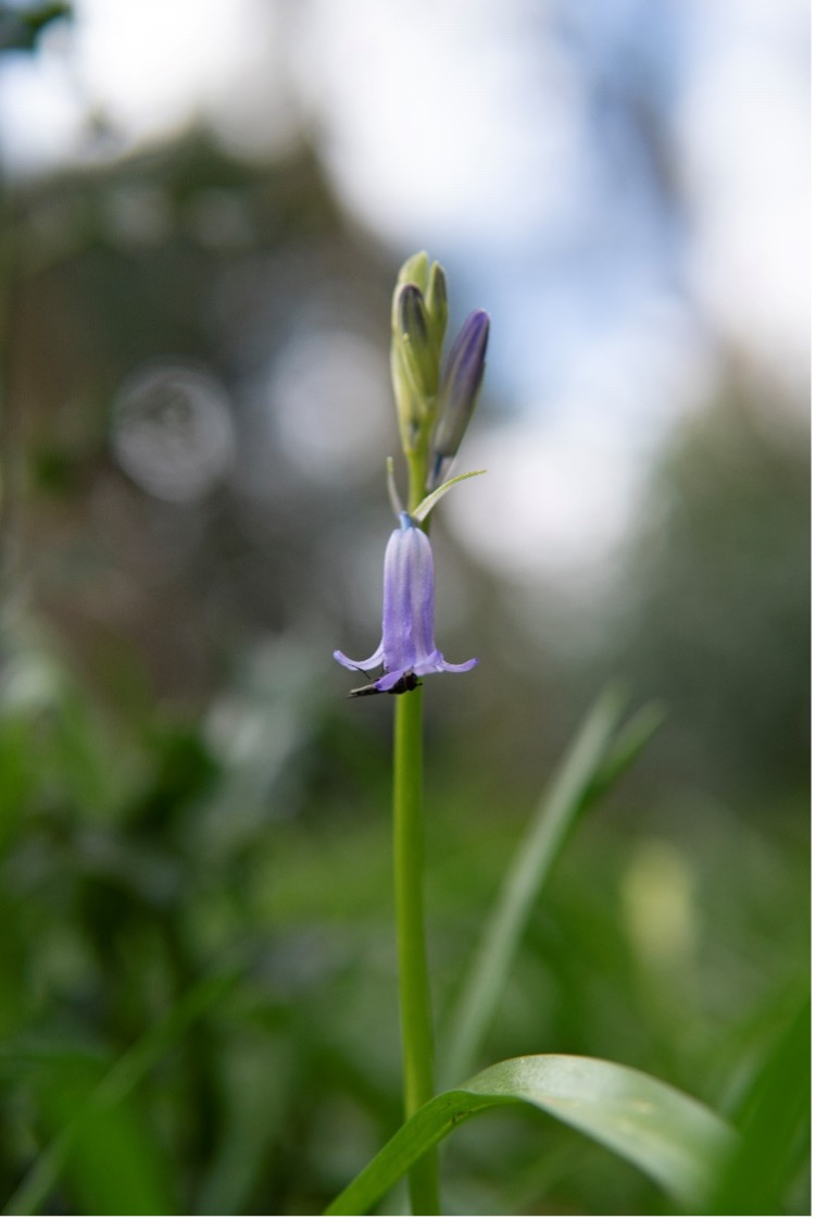 Did You Spot the Signs of Spring? 2.jpg