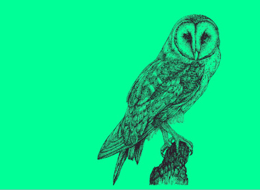 owl2 green.jpg