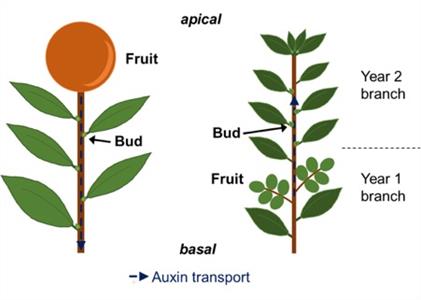 JXB article- When trees make memories.jpeg