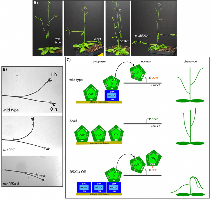 TPJ Editor choice: It takes more than being LAZY: regulation of shoot branching angle by BRXL48.png