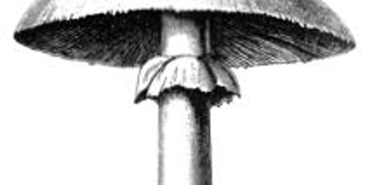 Mushroom.jpg
