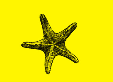 Star fish yellow.jpg