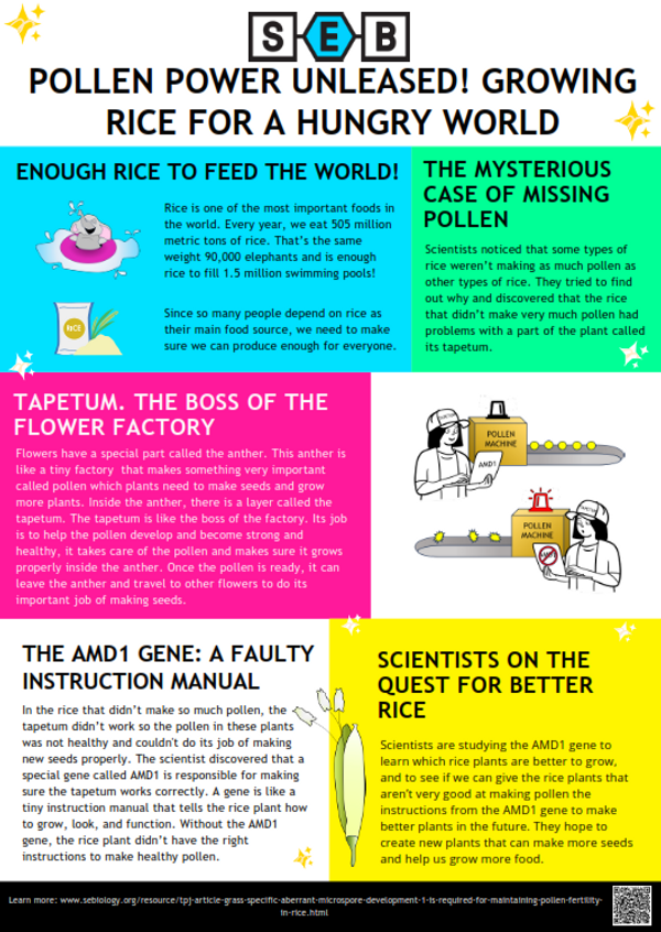 Please check section entitled 'Extended Alt Text of the Poster “Pollen Power Unleased! Growing Rice for a Hungry World" for full description on the bottom of this page.