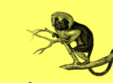 monkey yellow.png