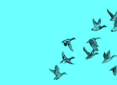 blue birds flying.png