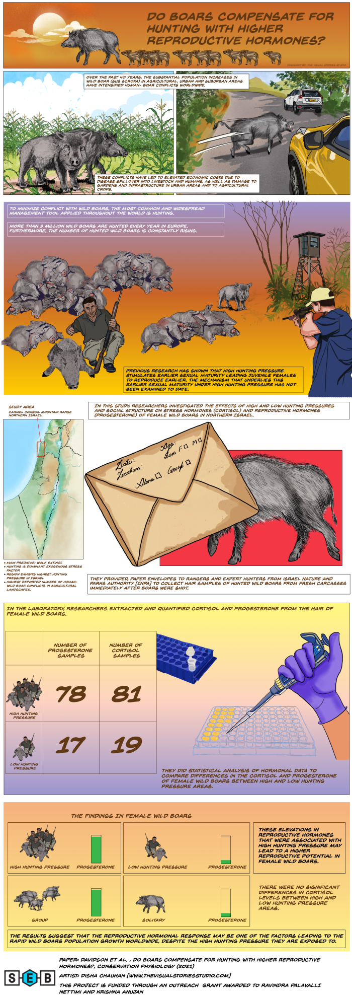 Please check section entitled 'Extended Alt Text of the Poster “Do Boars compensate for hunting with higher reproductive hormones?”' for full description on the bottom of this page.